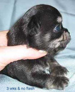 3 WEEKS 3 WEEKS
