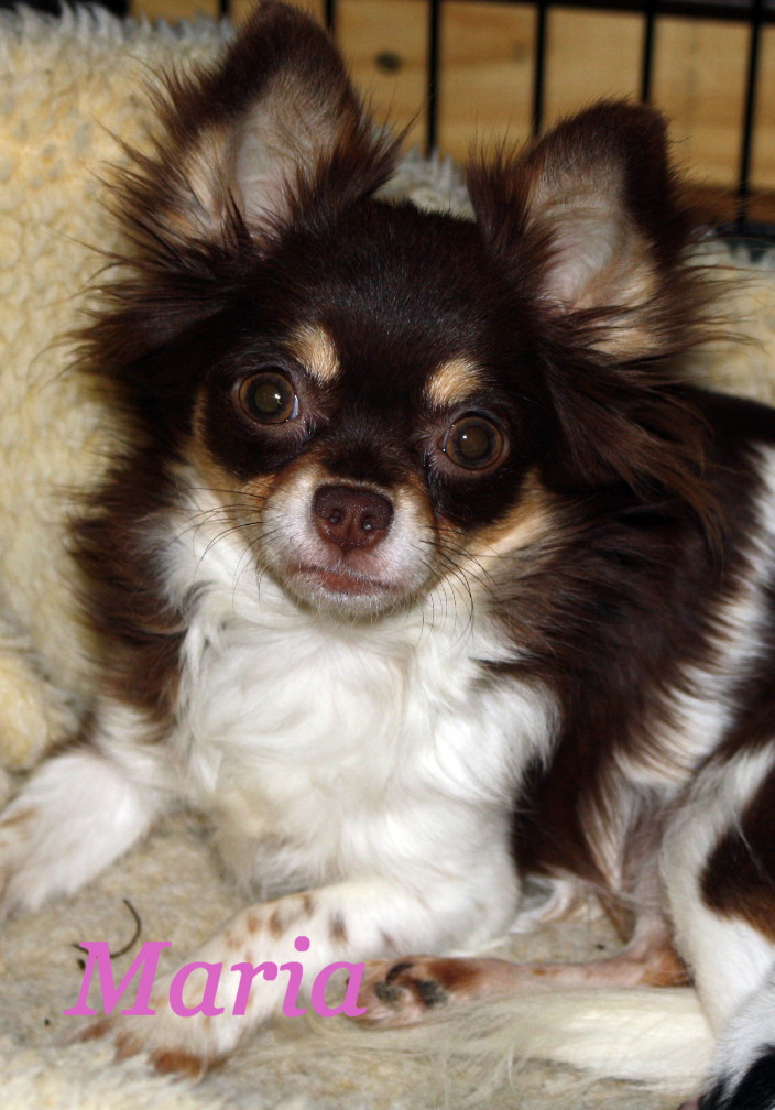 Maria long coat Chihuahua