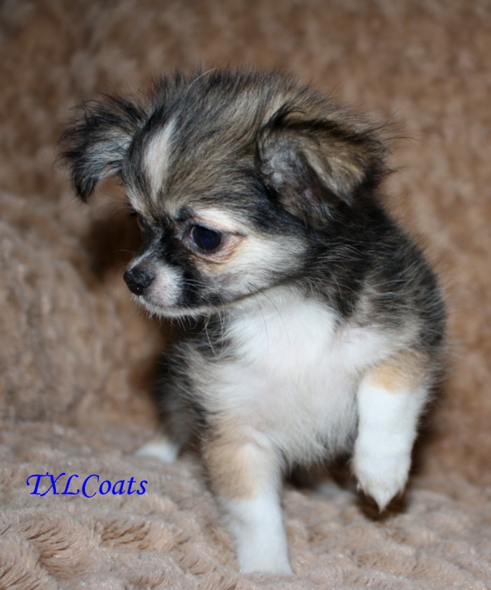 at 11 weeks of age