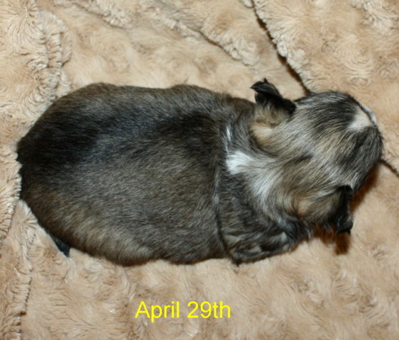 4 week 4 week