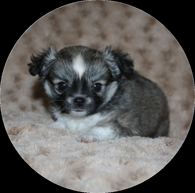 6 weeks 6 weeks